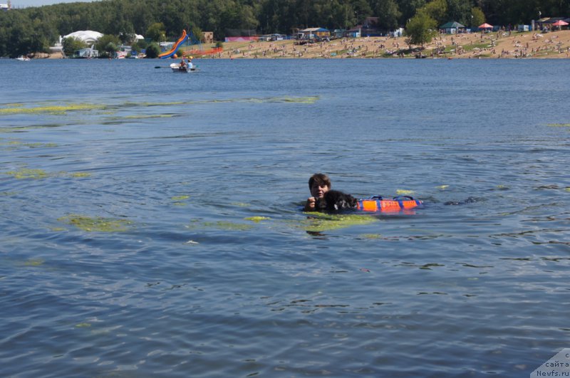 Фото: Елена Богданова, ньюфаундленд Ангел Хранитель Граффидд (Angel Khranitel Gruffidd)