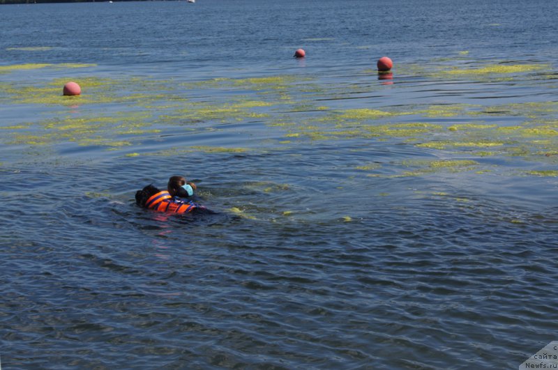 Фото: Антонина Чигвинцева, ньюфаундленд Топтыжка Галатея Морская Нереида (Toptyzhka Galatea Morskaya Nereida)