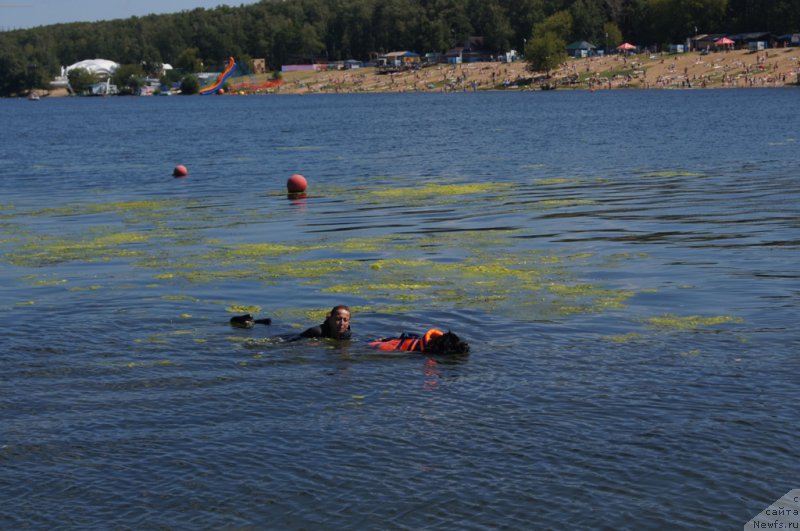 Фото: Антонина Чигвинцева, ньюфаундленд Топтыжка Галатея Морская Нереида (Toptyzhka Galatea Morskaya Nereida)