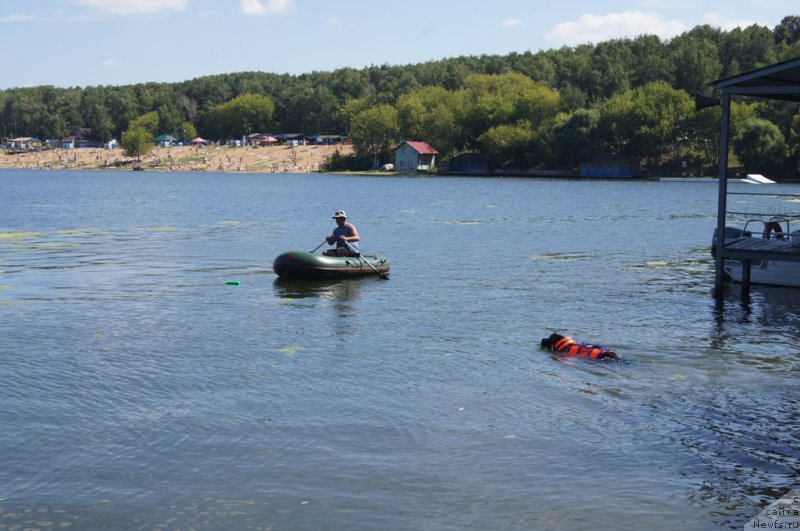 Фото: Александр Бурмистров, ньюфаундленд Топтыжка Галатея Морская Нереида (Toptyzhka Galatea Morskaya Nereida)