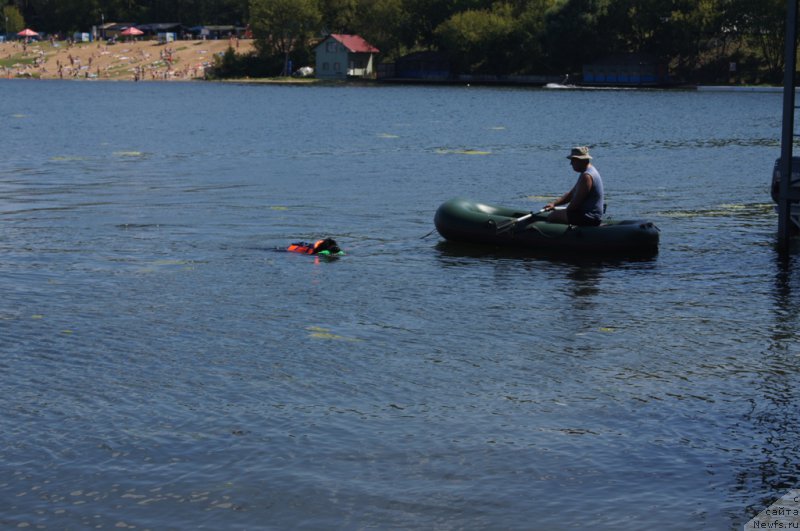 Фото: Александр Бурмистров, ньюфаундленд Топтыжка Галатея Морская Нереида (Toptyzhka Galatea Morskaya Nereida)