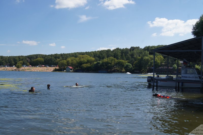 Фото: ньюфаундленд Топтыжка Галатея Морская Нереида (Toptyzhka Galatea Morskaya Nereida)
