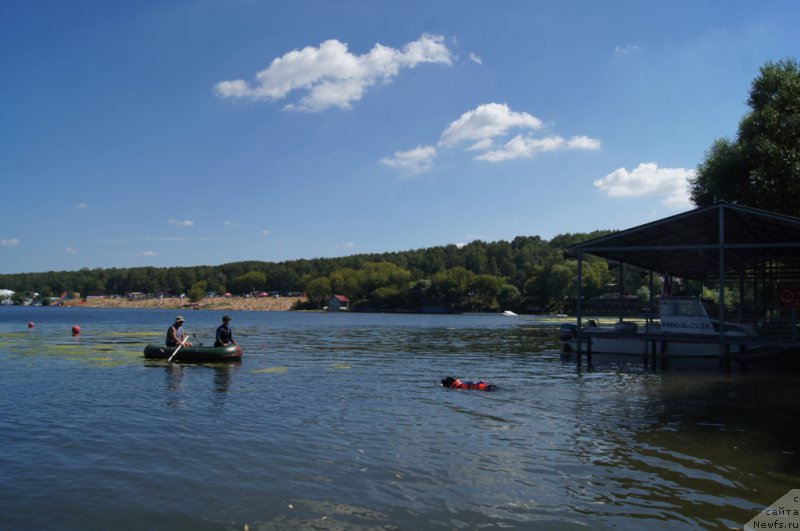 Фото: ньюфаундленд Топтыжка Галатея Морская Нереида (Toptyzhka Galatea Morskaya Nereida)