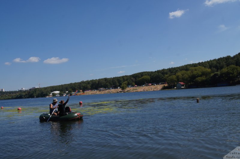 Фото: Антонина Чигвинцева, ньюфаундленд Топтыжка Галатея Морская Нереида (Toptyzhka Galatea Morskaya Nereida)