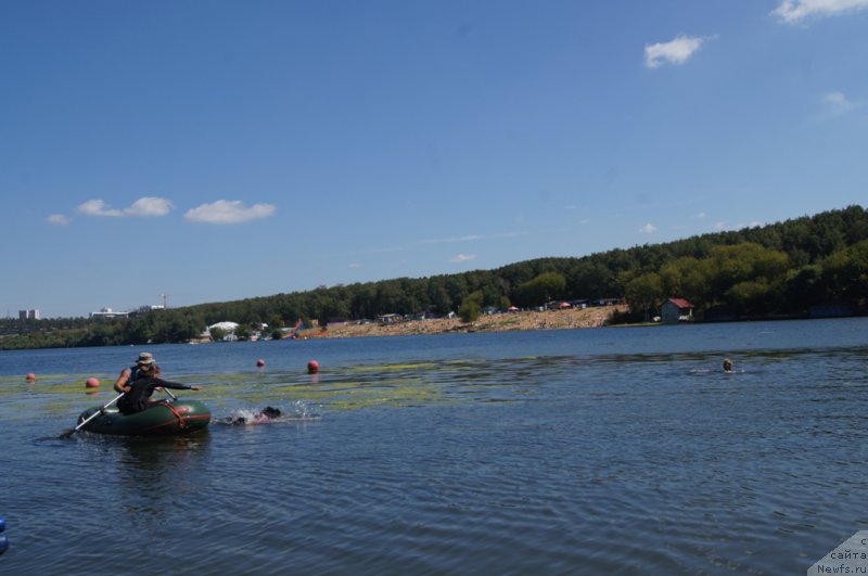 Фото: Антонина Чигвинцева, ньюфаундленд Топтыжка Галатея Морская Нереида (Toptyzhka Galatea Morskaya Nereida)