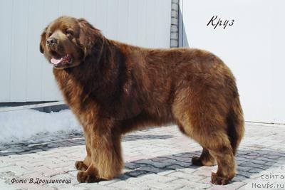 Фото: ньюфаундленд Kruz (Круз)