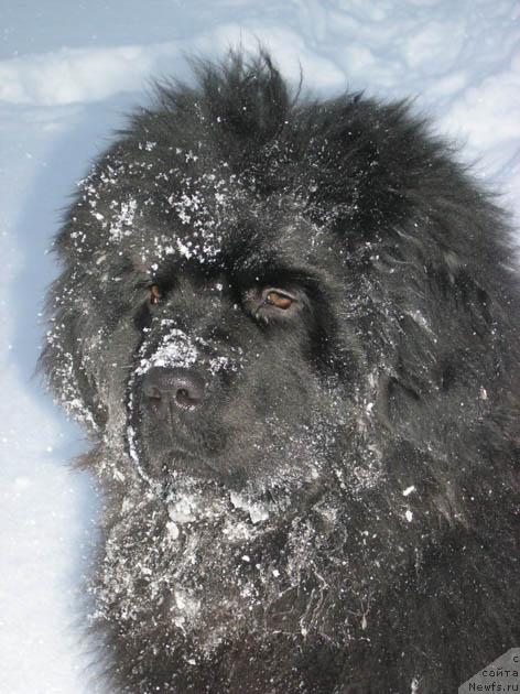 Фото: ньюфаундленд Иван Царевич из Тихого Омута (Ivan Tsarevich iz Tihogo Omuta)