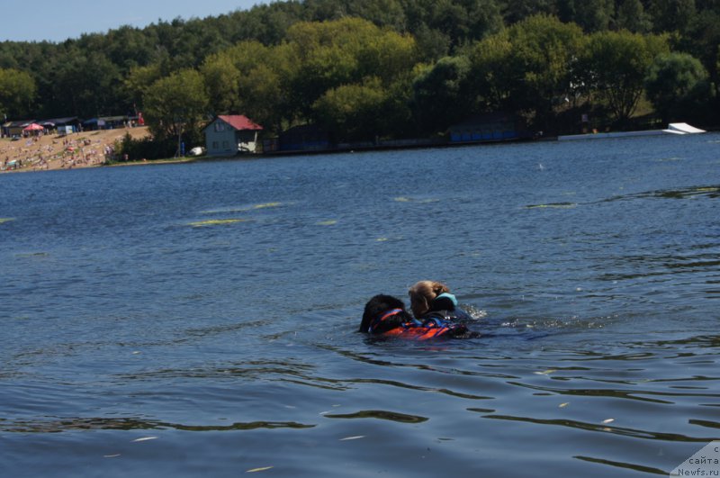 Фото: Антонина Чигвинцева, ньюфаундленд Топтыжка Герой Нашего Времени (Toptyzhka Geroy Nashego Vremeni)