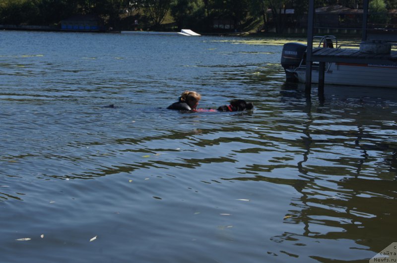 Фото: Антонина Чигвинцева, ньюфаундленд Топтыжка Герой Нашего Времени (Toptyzhka Geroy Nashego Vremeni)