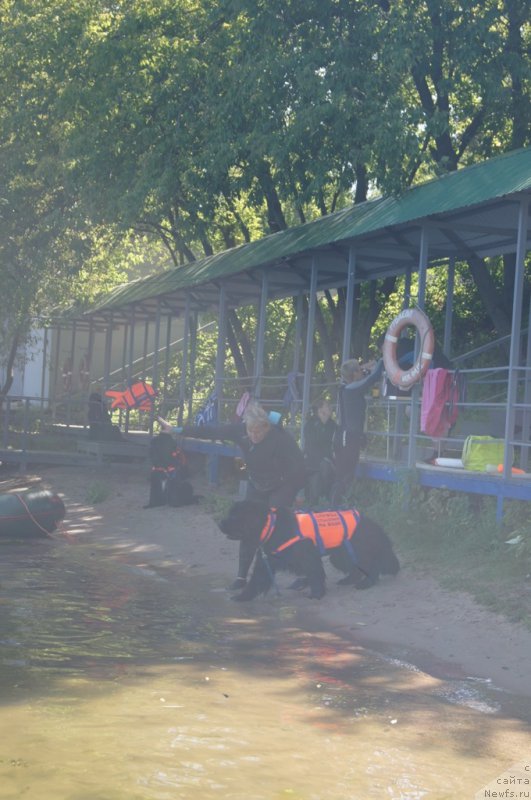 Фото: Антонина Чигвинцева, ньюфаундленд Топтыжка Герой Нашего Времени (Toptyzhka Geroy Nashego Vremeni)