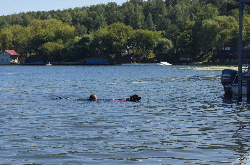 Фото: Андрей Васильцов, ньюфаундленд Топтыжка Герой Нашего Времени (Toptyzhka Geroy Nashego Vremeni)