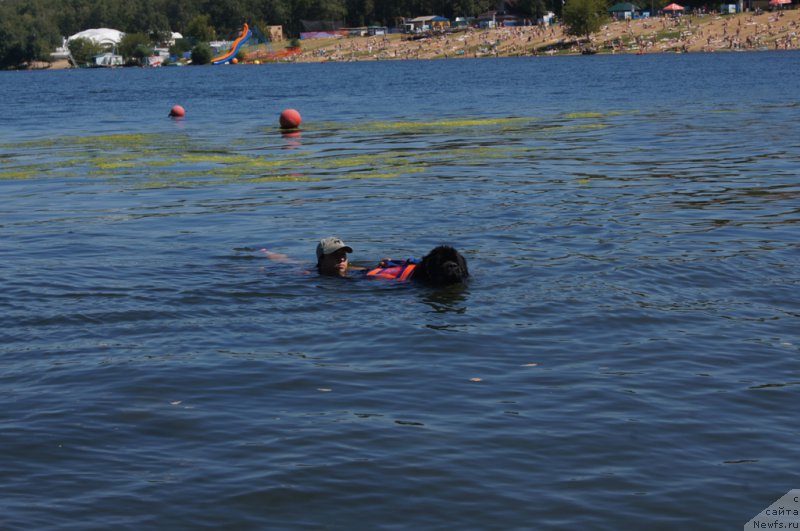 Фото: Александра Фетисова, ньюфаундленд Бегущая по Волнам Фогет Ми Нот