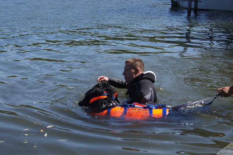 Фото: Валера, ньюфаундленд Чистый Бриллиант Амиго (Chisty Brilliant Amigo)