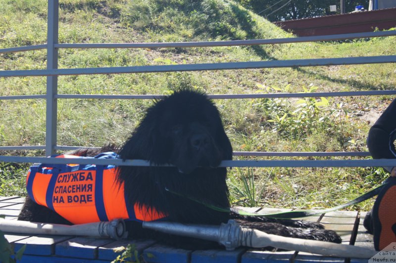 Фото: ньюфаундленд Чистый Бриллиант Амиго (Chisty Brilliant Amigo)
