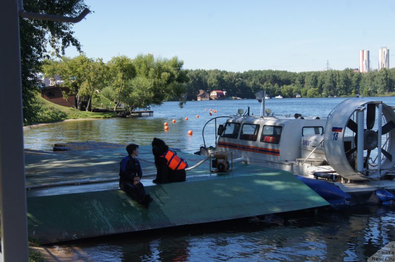 Фото: Елена Богданова, ньюфаундленд Ангел Хранитель Граффидд (Angel Khranitel Gruffidd)
