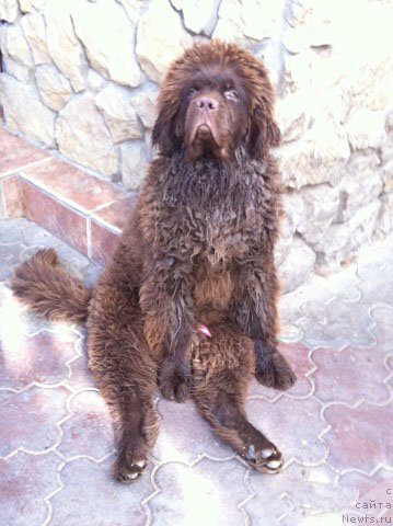 Фото: ньюфаундленд Ерошка с Берега Дона (Eroshka s Berega Dona)