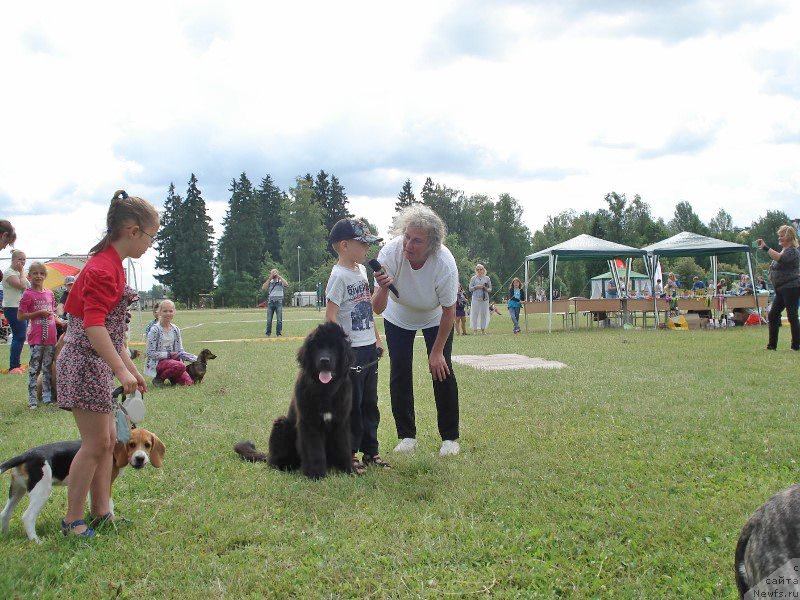 Фото: ньюфаундленд Florentina Bella Mia Super Mishka