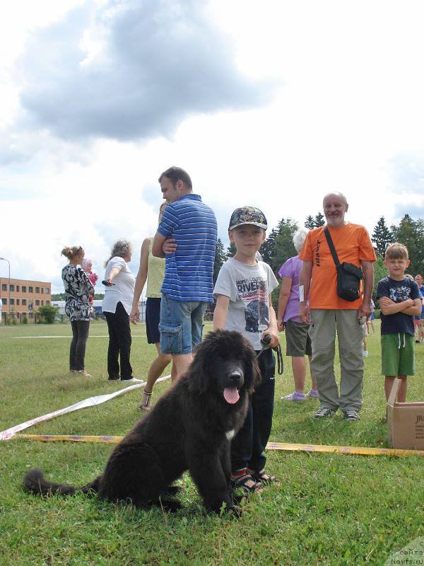 Фото: ньюфаундленд Florentina Bella Mia Super Mishka