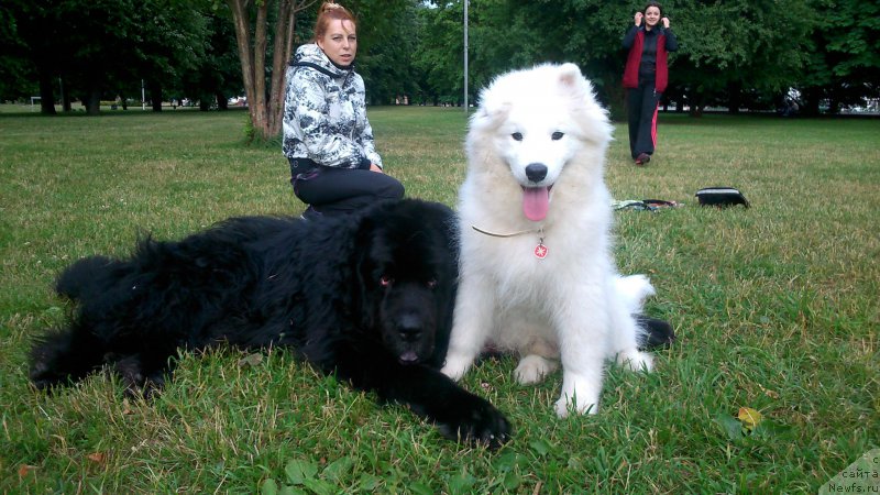 Фото: ньюфаундленд Супер Премиум Бумер