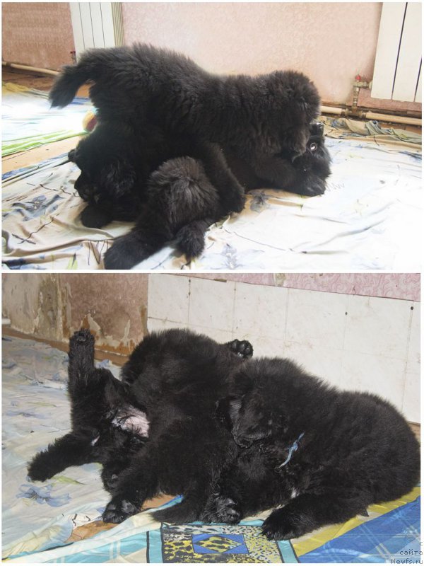 Фотография № 189064