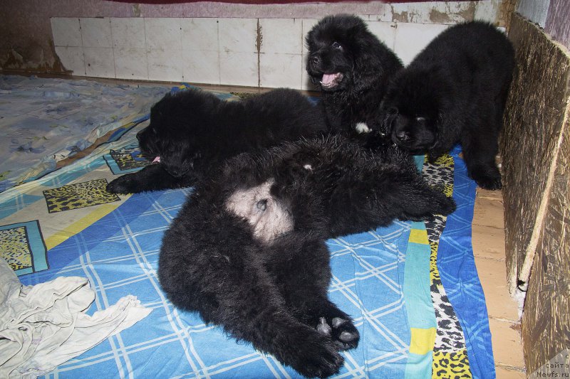 Фотография № 189066