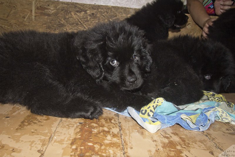 Фотография № 189068