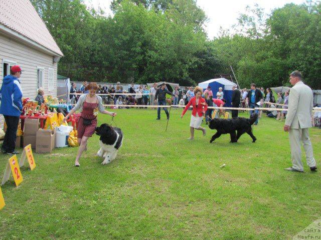 Фото: ньюфаундленд Супер Бизон Маэстро (Super Bizon Maestro), ньюфаундленд Черная Мафия Шорт анд Свеет (Chernaya Mafia Short and Sweet)