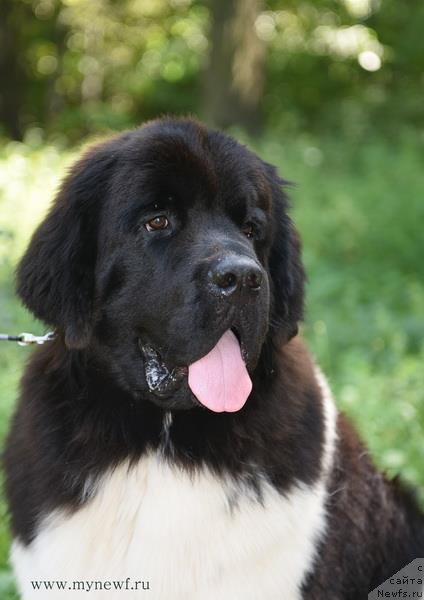 Фото: ньюфаундленд Супер Бизон Маэстро (Super Bizon Maestro)