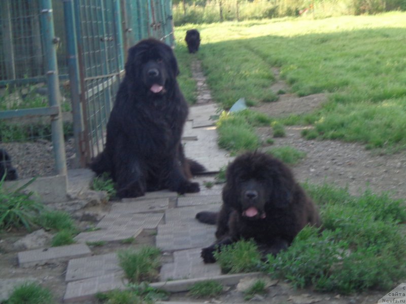 Фото: ньюфаундленд Супер Премиум Нао Дел Трато, и Банги Хеп