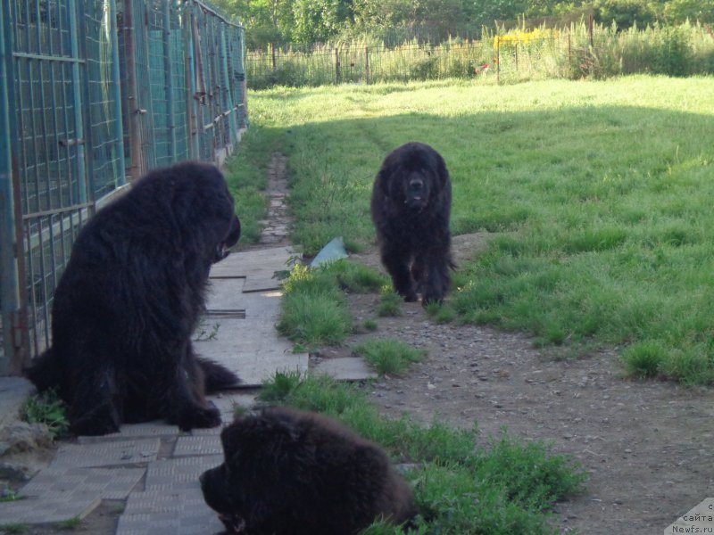 Фото: ньюфаундленд Вито Качо Ферл (Vito Kacho Ferl), ньюфаундленд Супер Премиум Нао Дел Трато, Банги Хеп