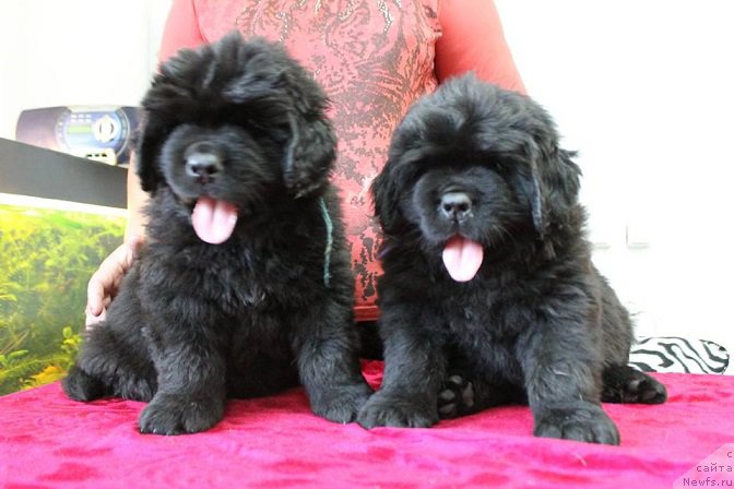 Фотография № 189087