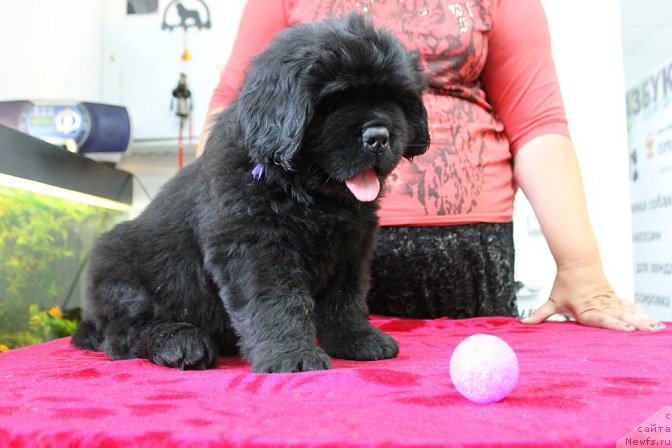 Фотография № 189088