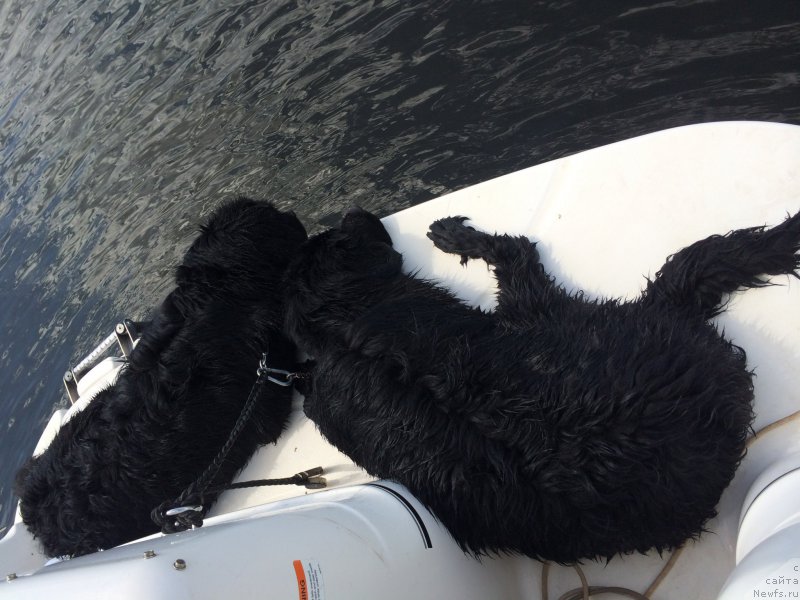 Фото: ньюфаундленд Черный Балу Добрыня, ньюфаундленд Черный Балу Дюссельдорф