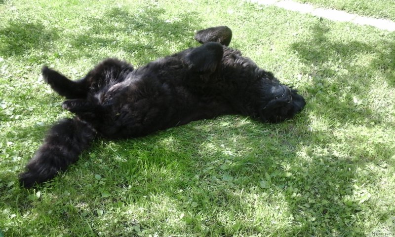 Фото: ньюфаундленд Чанси из Золотого Треугольника