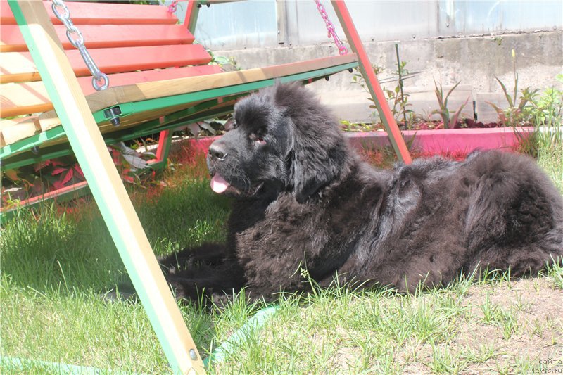 Фото: ньюфаундленд Ньюфорт Астон Мартин для С'Нежной Вьюги