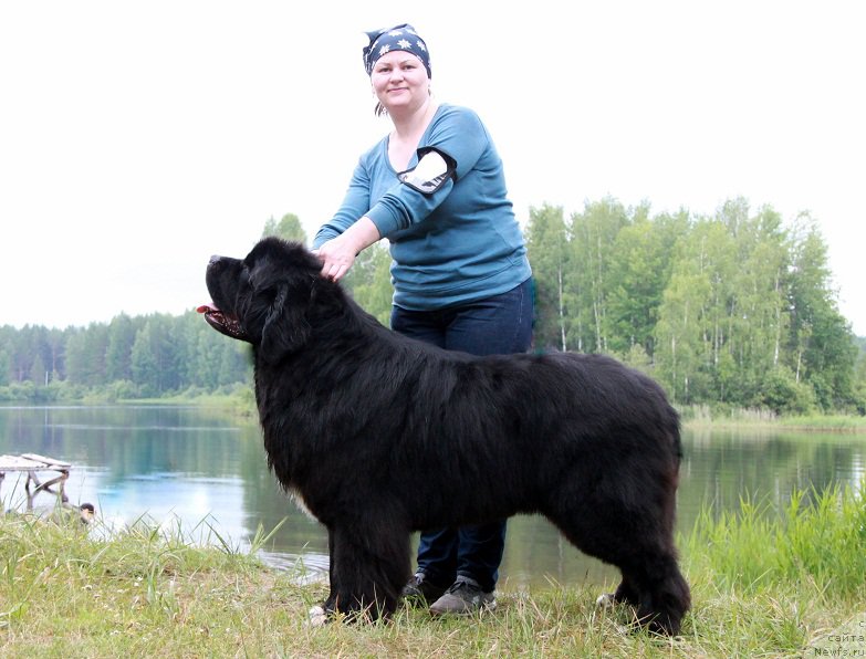 Фото: ньюфаундленд Promise To Love Midnight Bear