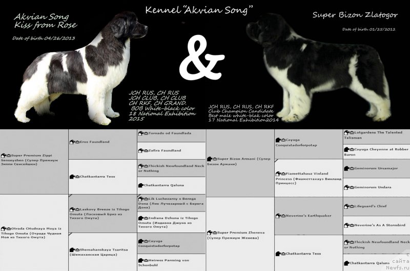 Фото: ньюфаундленд Аквиан Сонг Кисс Фром Роуз (Akvian Song Kiss from Rouz), и, ньюфаундленд Супер Бизон Златогор