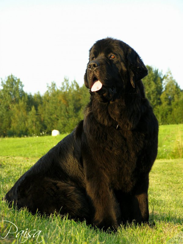 Фото: ньюфаундленд Черная Мафия Маубе Ше Вилл (Chernaya Mafia Maybe She Will)