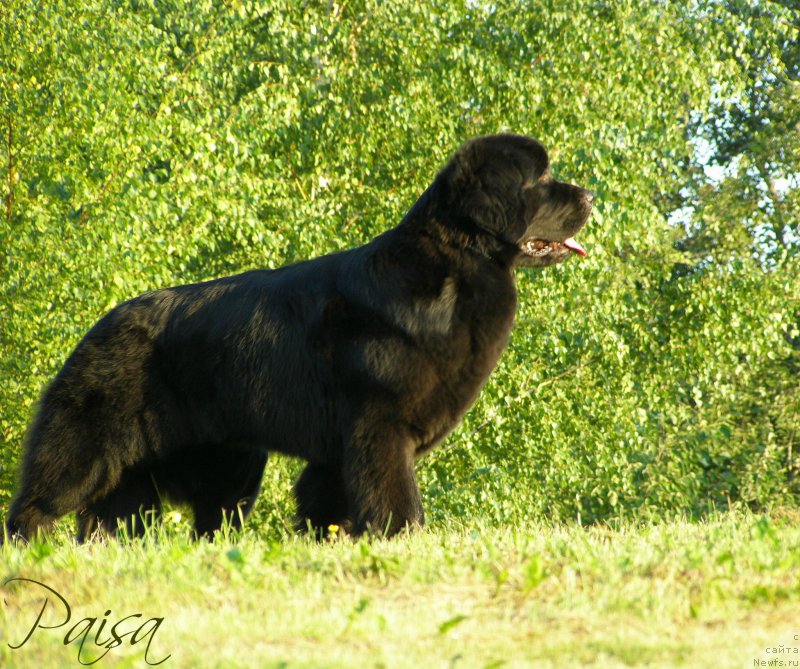 Фото: ньюфаундленд Черная Мафия Маубе Ше Вилл (Chernaya Mafia Maybe She Will)