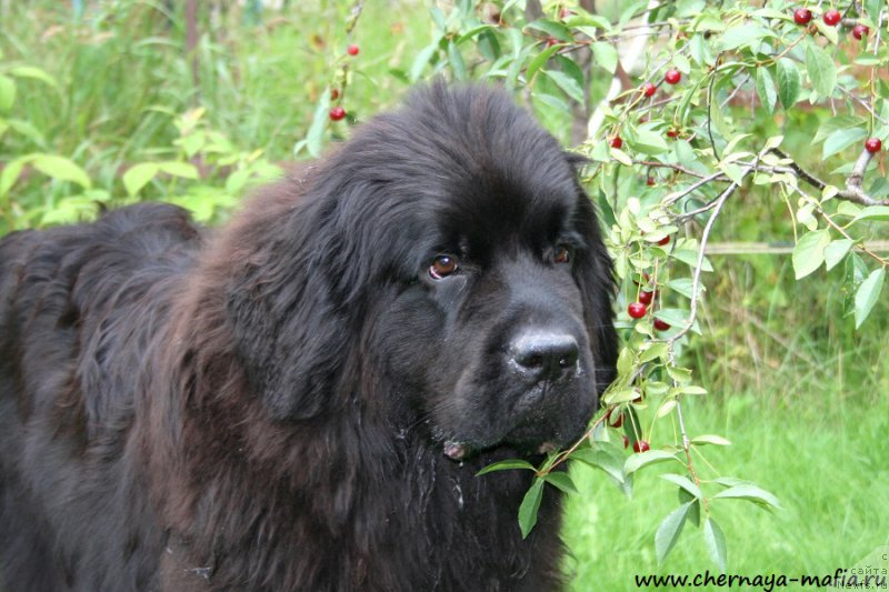 Фото: ньюфаундленд Черная Мафия Шенген Виза (Chernaya Mafia Shengen Visa)