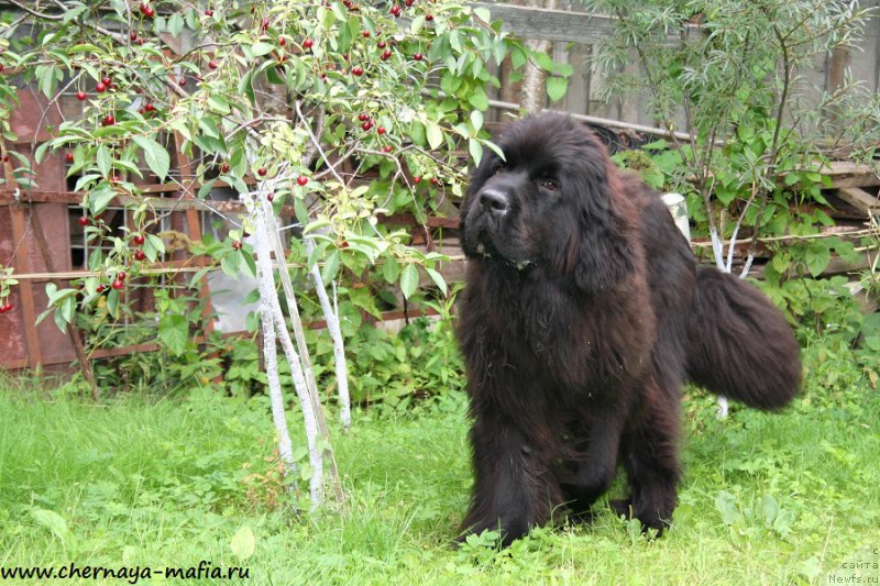 Фото: ньюфаундленд Черная Мафия Шенген Виза (Chernaya Mafia Shengen Visa)