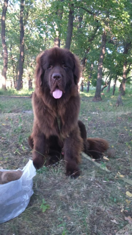 Фото: ньюфаундленд Черный Шарм Дензел Вашингтон