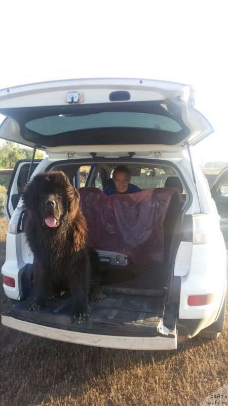 Фото: ньюфаундленд Черный Шарм Джонни Депп