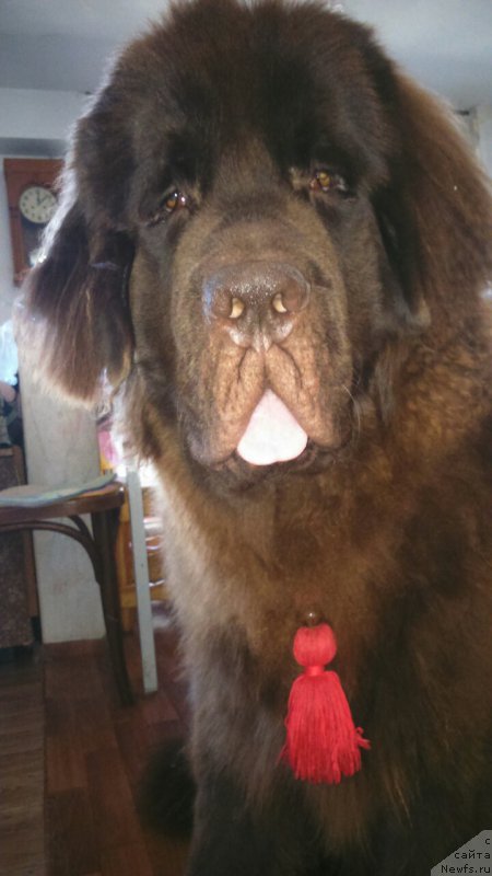 Фото: ньюфаундленд Черный Шарм Дензел Вашингтон