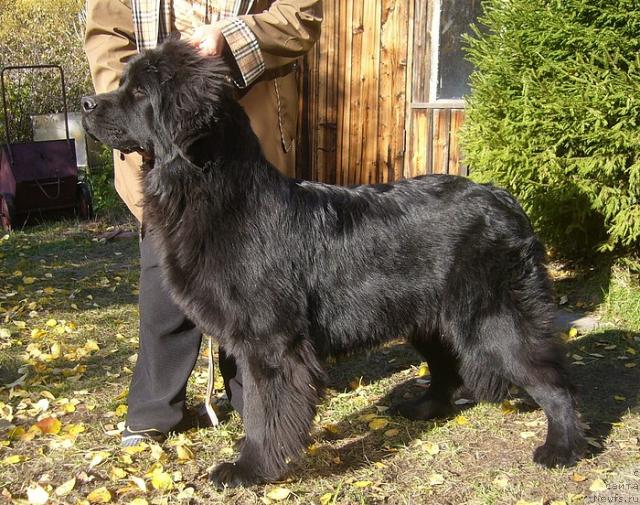 Фото: ньюфаундленд Фелиция