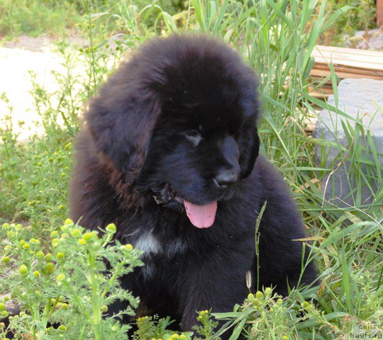 Фото: ньюфаундленд Супер Премиум Улар