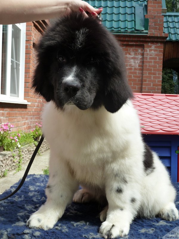 Фото: ньюфаундленд Kiss Princess Dreamblack