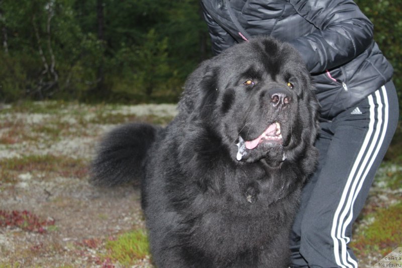 Фото: ньюфаундленд Аллегианс Брайт Проспект