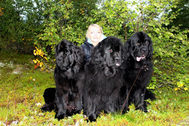 Фото: ньюфаундленд Анабелле Квин оф зэ Моунтайнс, ньюфаундленд Fortuna of Giant's Island, ньюфаундленд Аллегианс Брайт Проспект, и Оксана