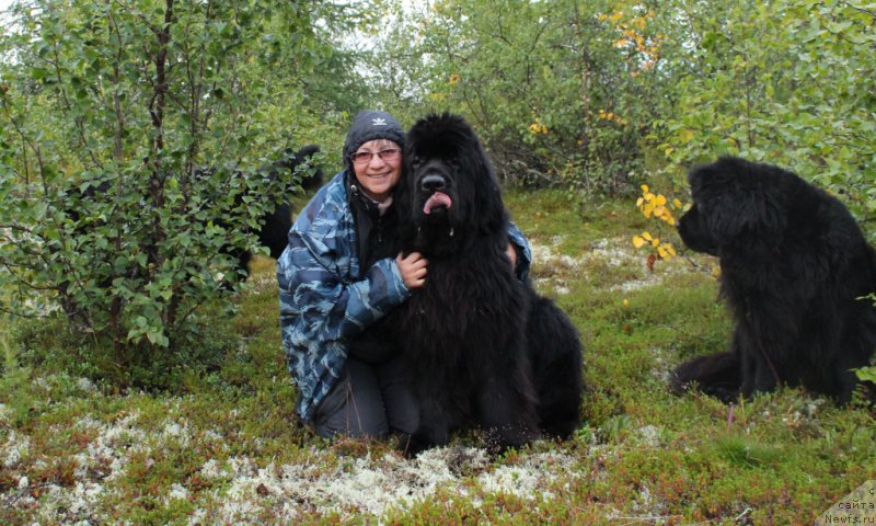 Фото: Елена Кузьмина, ньюфаундленд King of Helluland You Shock Me
